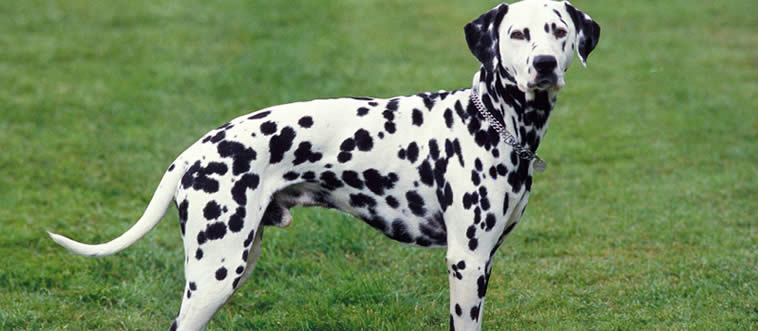 Quiz Image