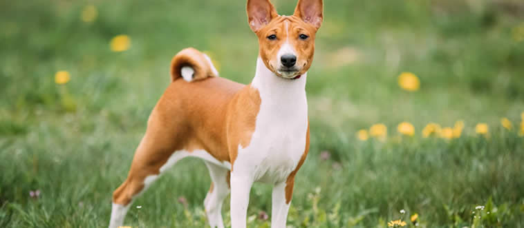 Quiz Image